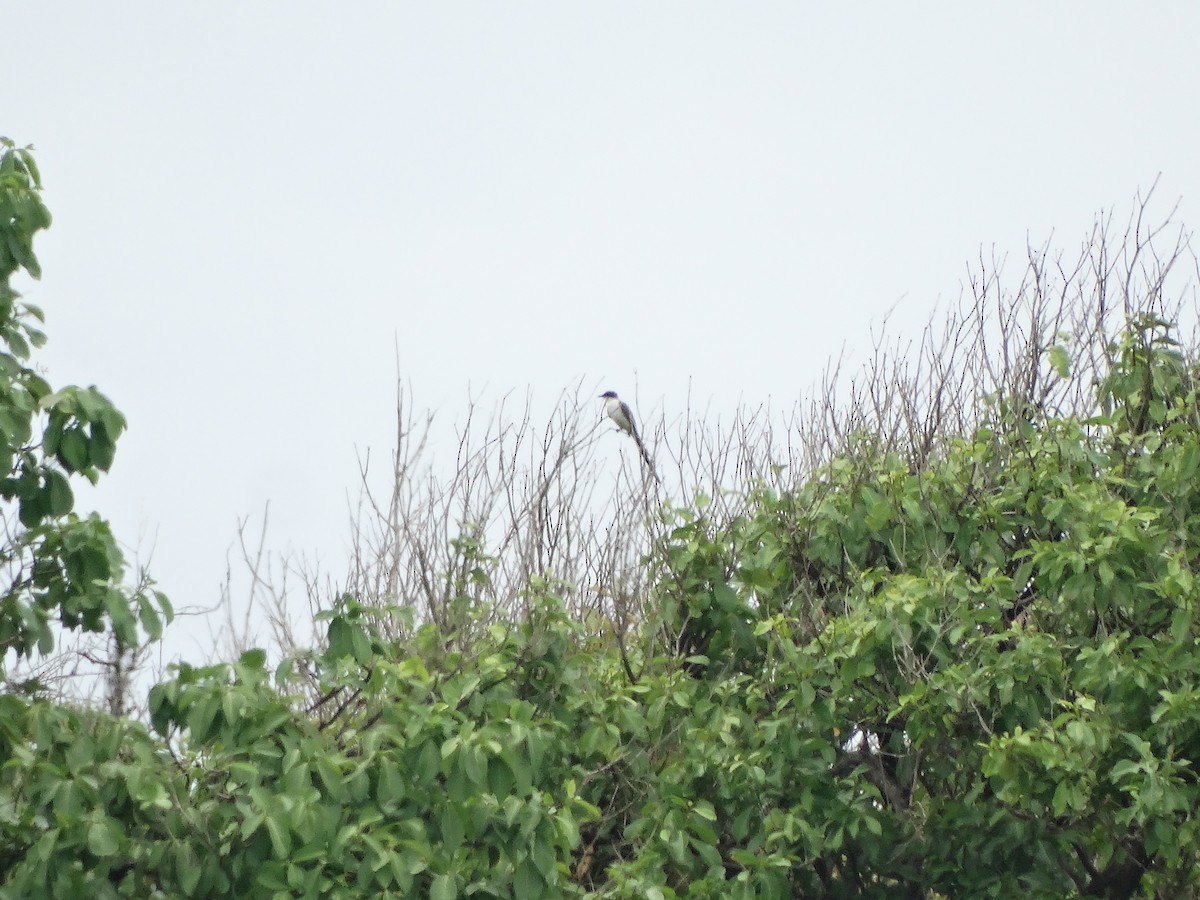 Fork-tailed Flycatcher - Kenrith Carter