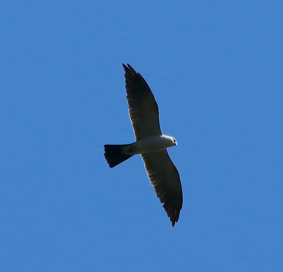 Mississippi Kite - ML252121681