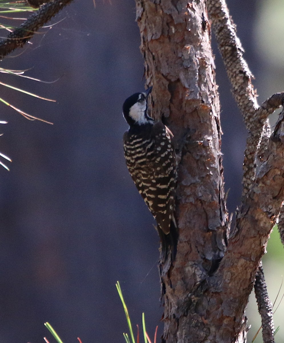 Red-cockaded Woodpecker - ML252121941