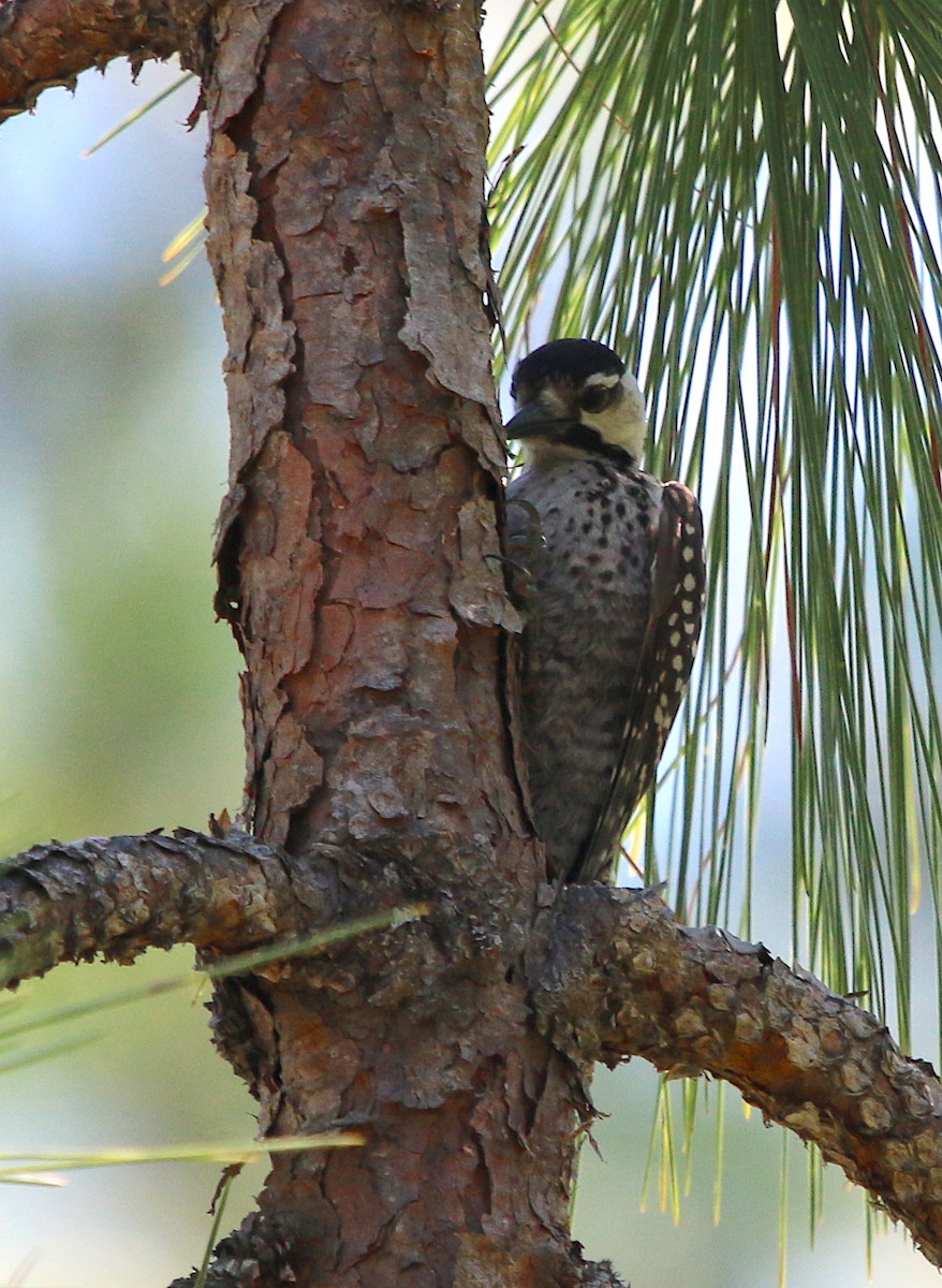 Red-cockaded Woodpecker - ML252121951