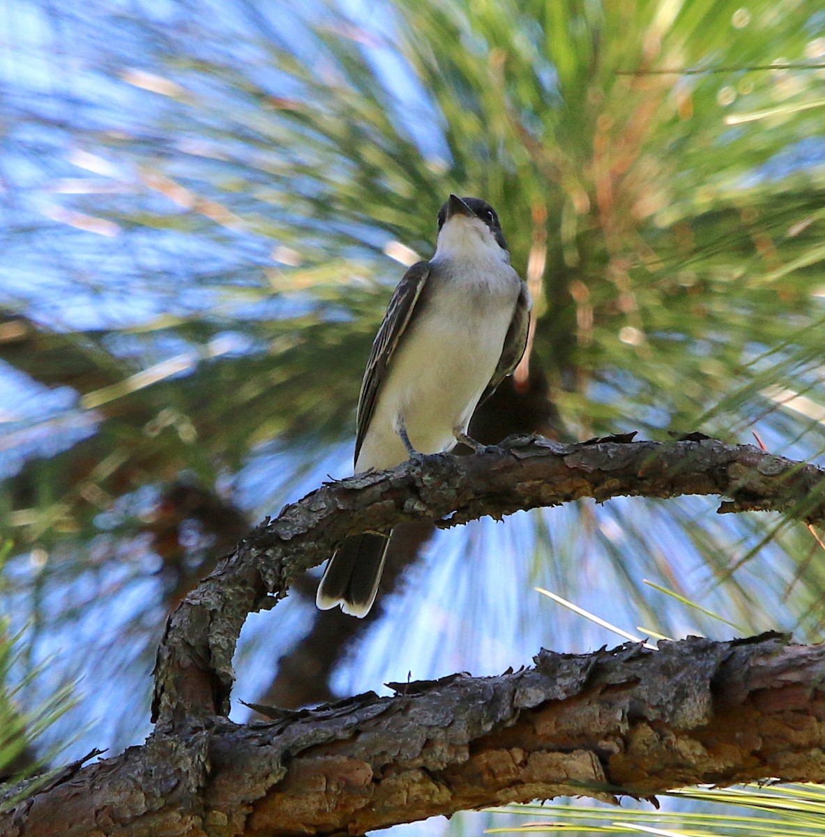 Eastern Kingbird - ML252122011