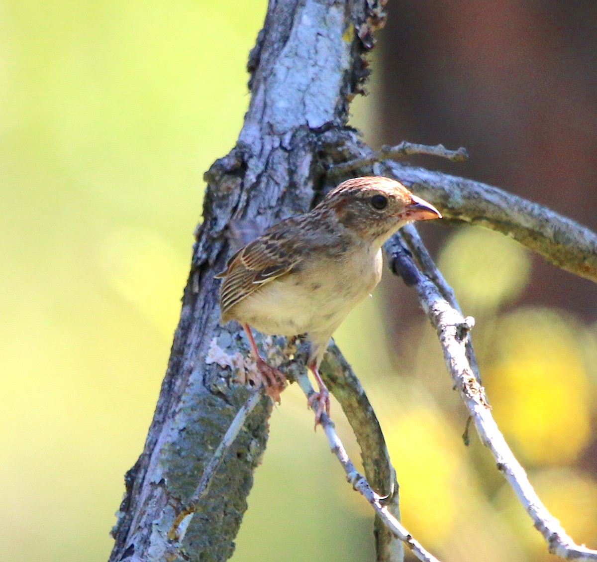 Bachman's Sparrow - ML252122201