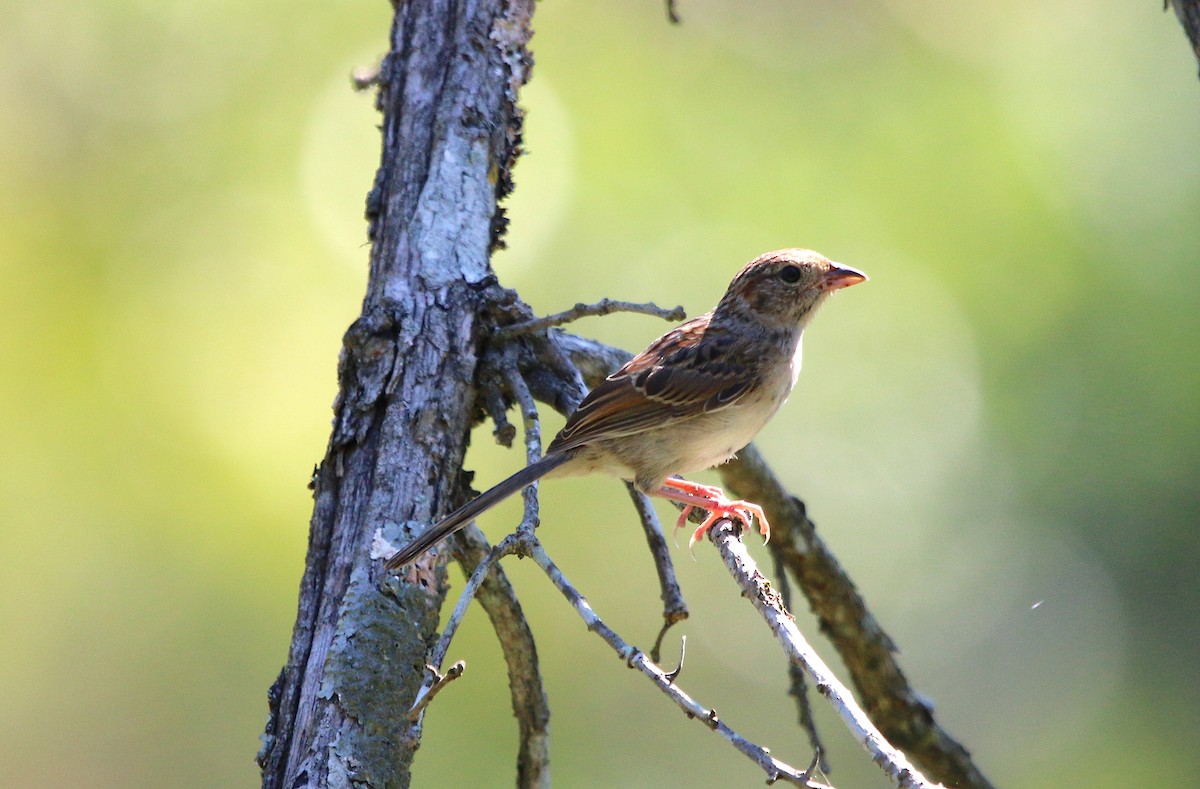 Bachman's Sparrow - ML252122291