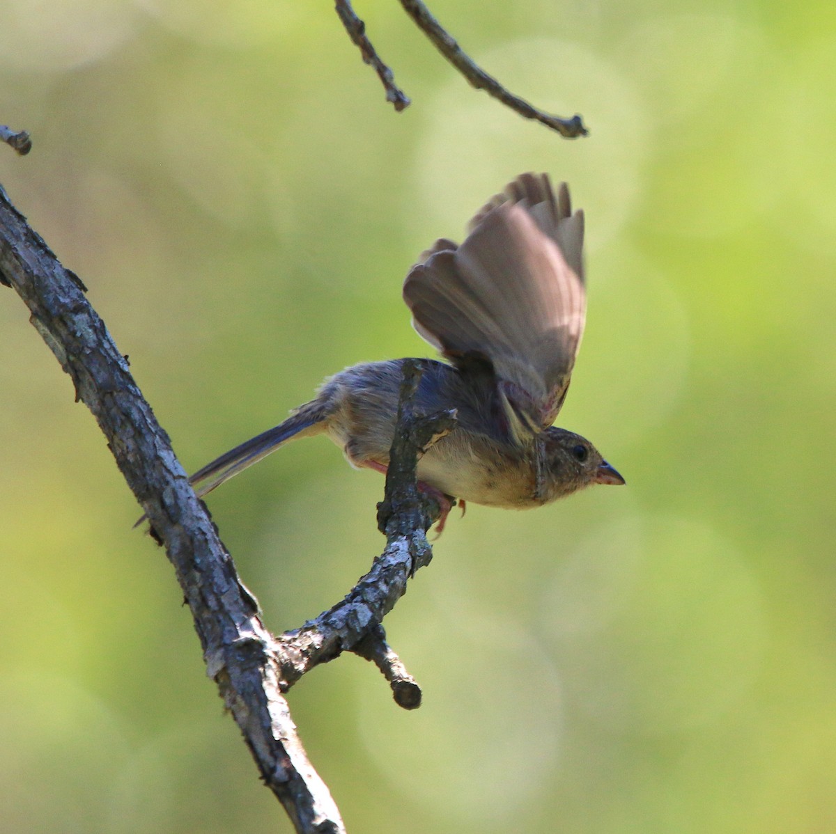 Bachman's Sparrow - ML252122341