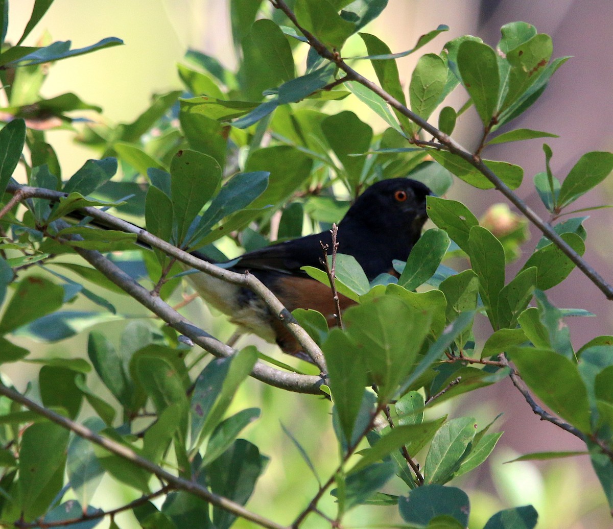 Eastern Towhee - ML252122401