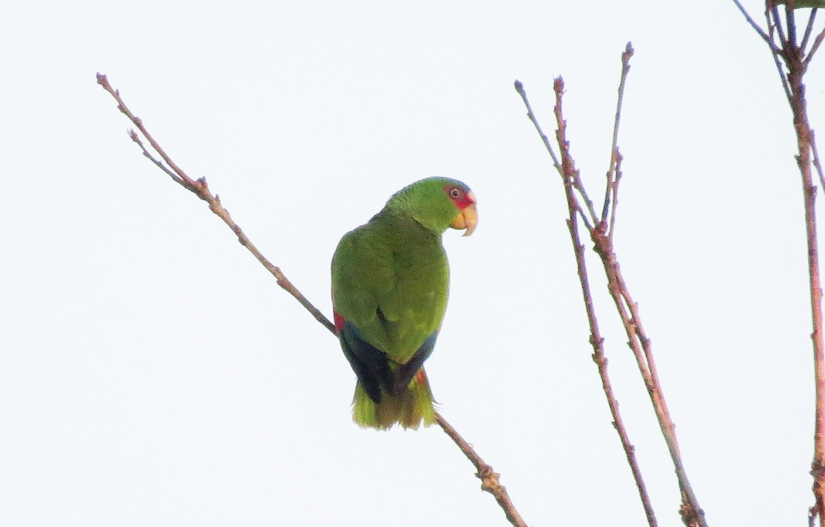 White-fronted Parrot - ML25212331