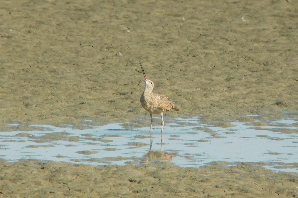 Long-billed Curlew - ML252123381