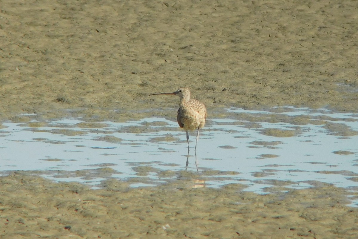 Long-billed Curlew - ML252123391