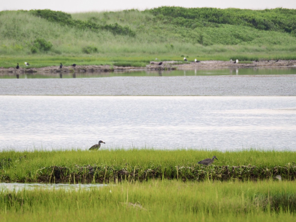 Yellow-crowned Night Heron - ML252123851