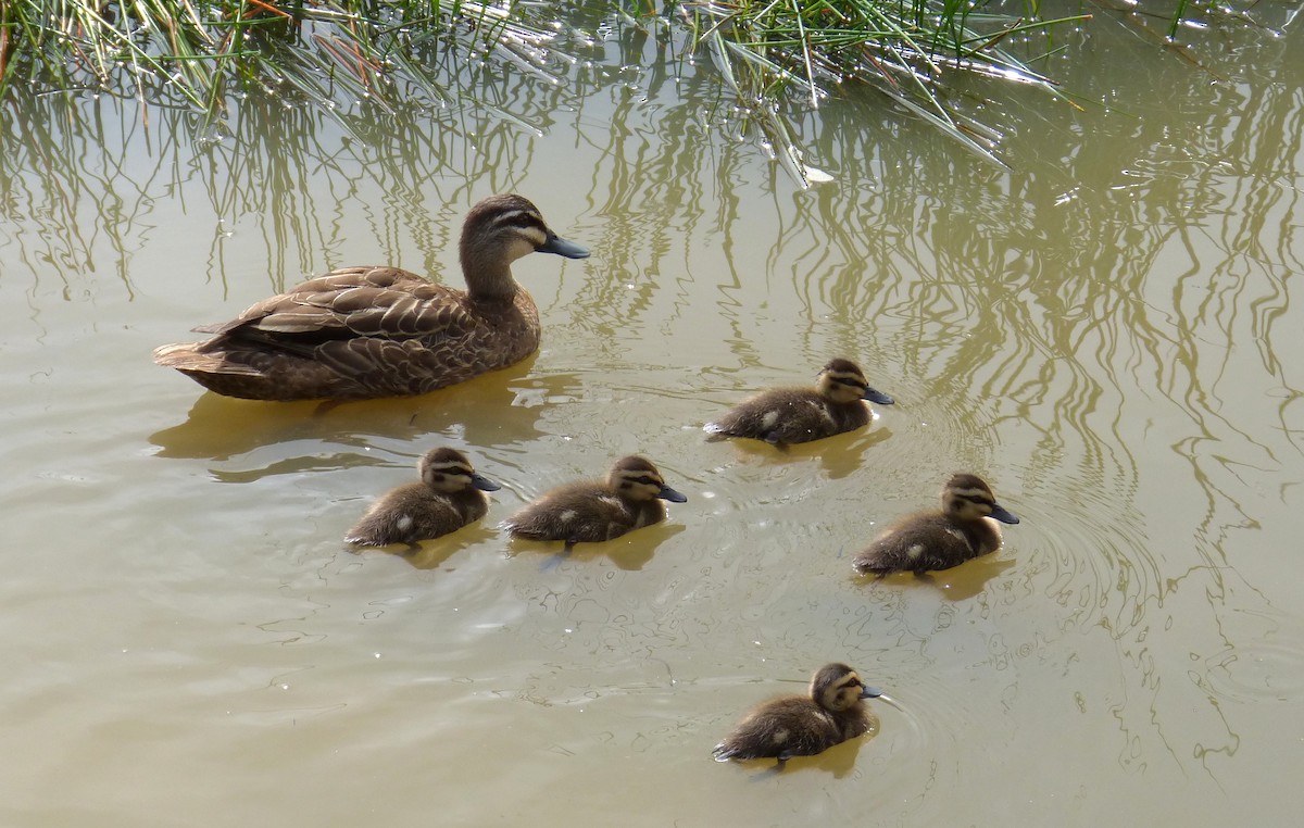 Pacific Black Duck - ML25212431