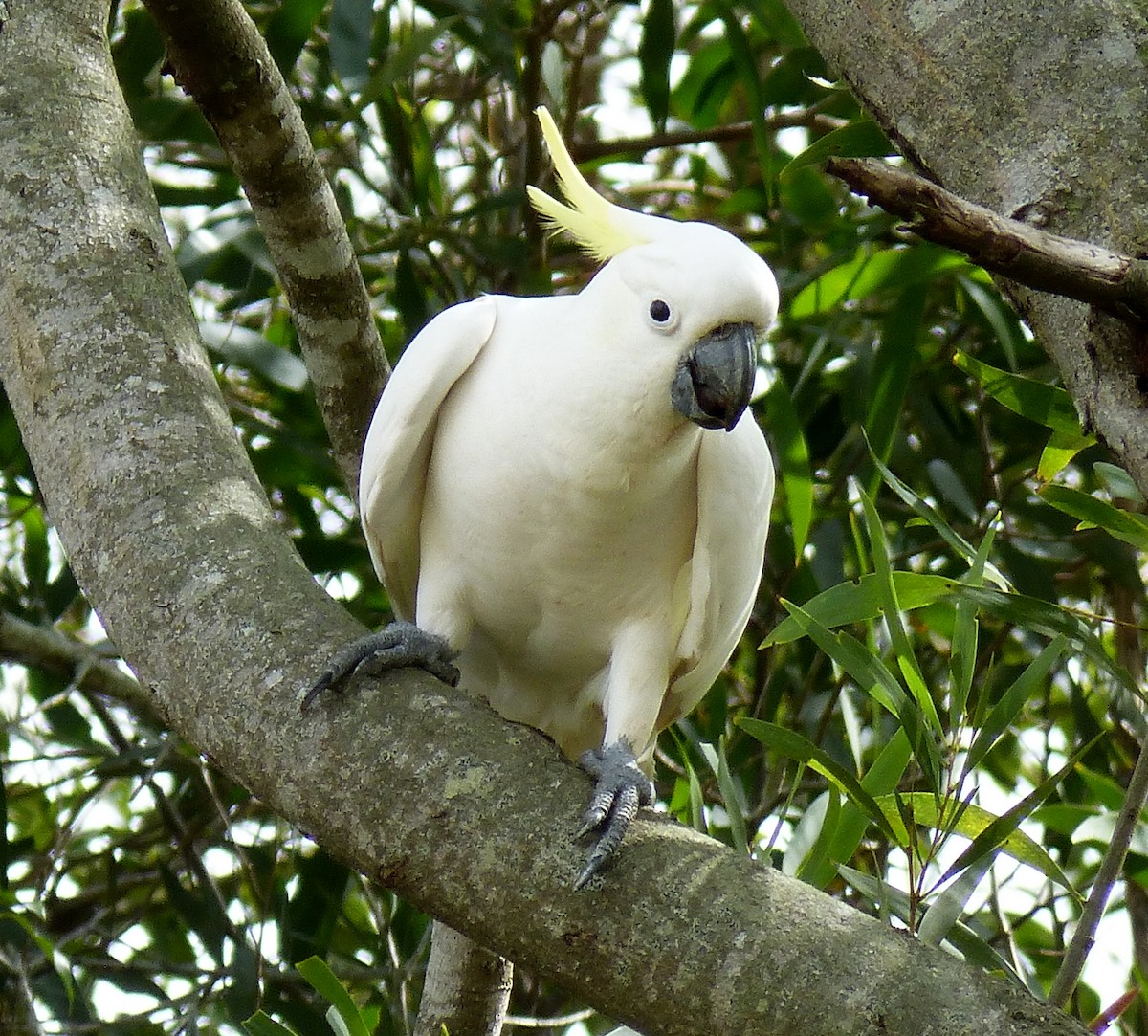 Sulphur-crested Cockatoo - ML25212481