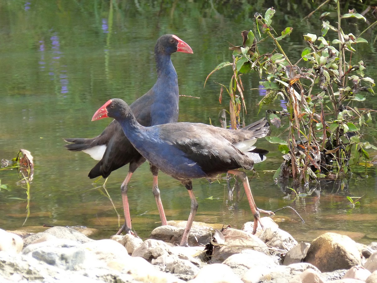 Australasian Swamphen - ML25212491