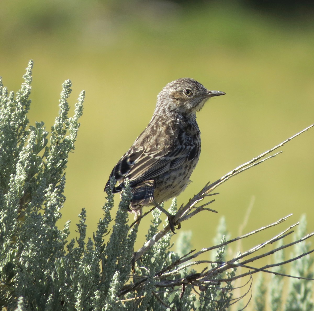 Sage Thrasher - ML252124991