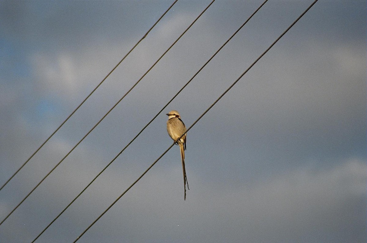 Streamer-tailed Tyrant - ML25212501