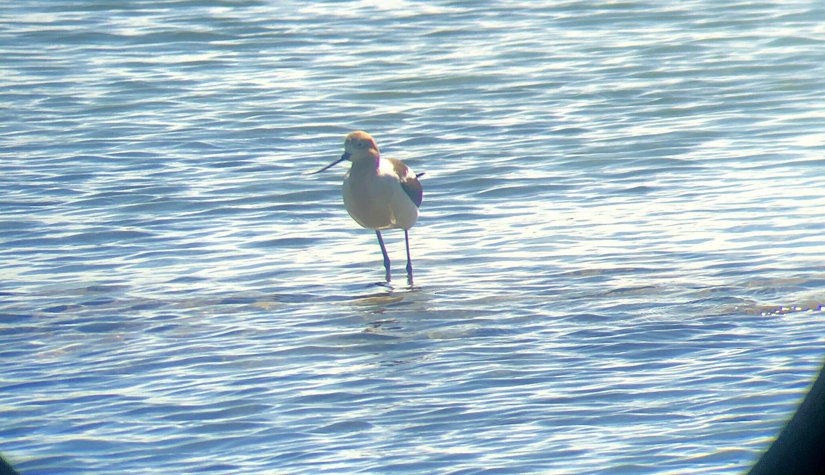 American Avocet - ML252126291