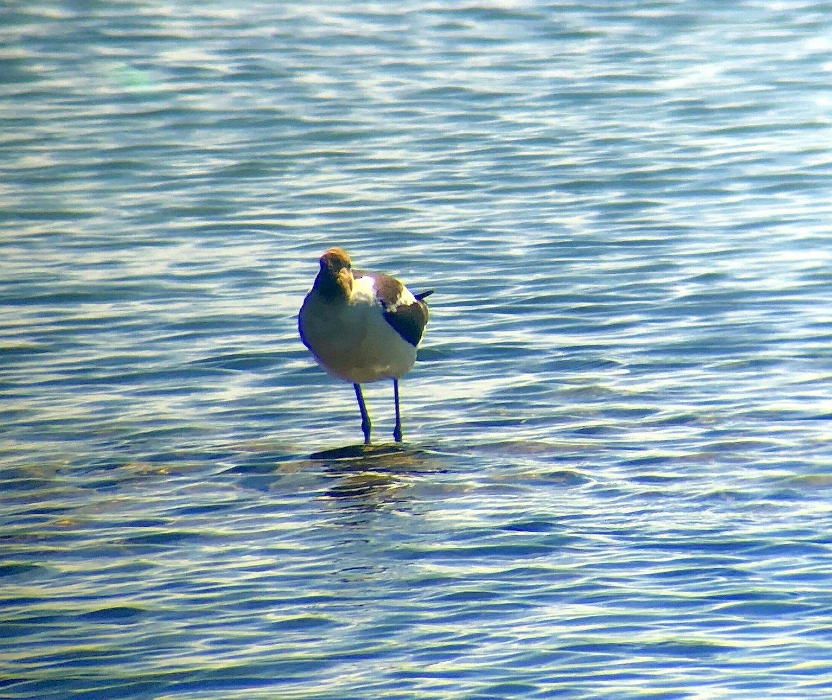 American Avocet - ML252126301