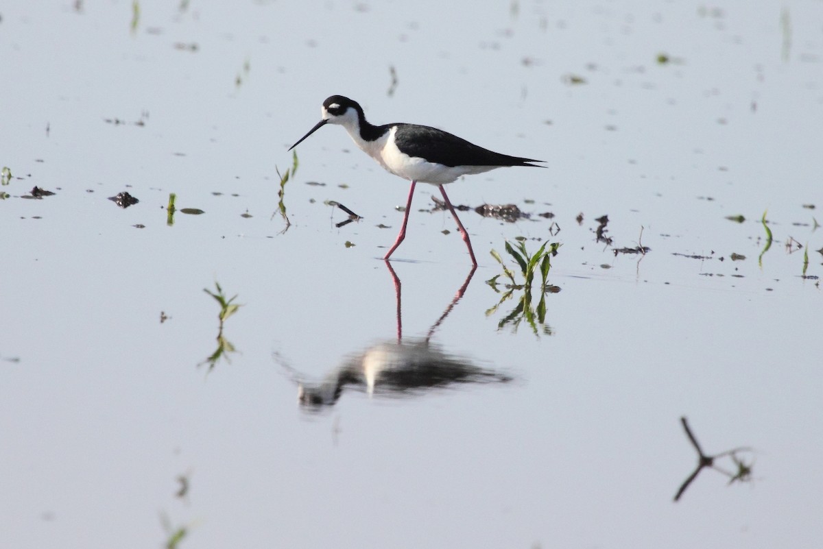 Black-necked Stilt - Jeff Bryant