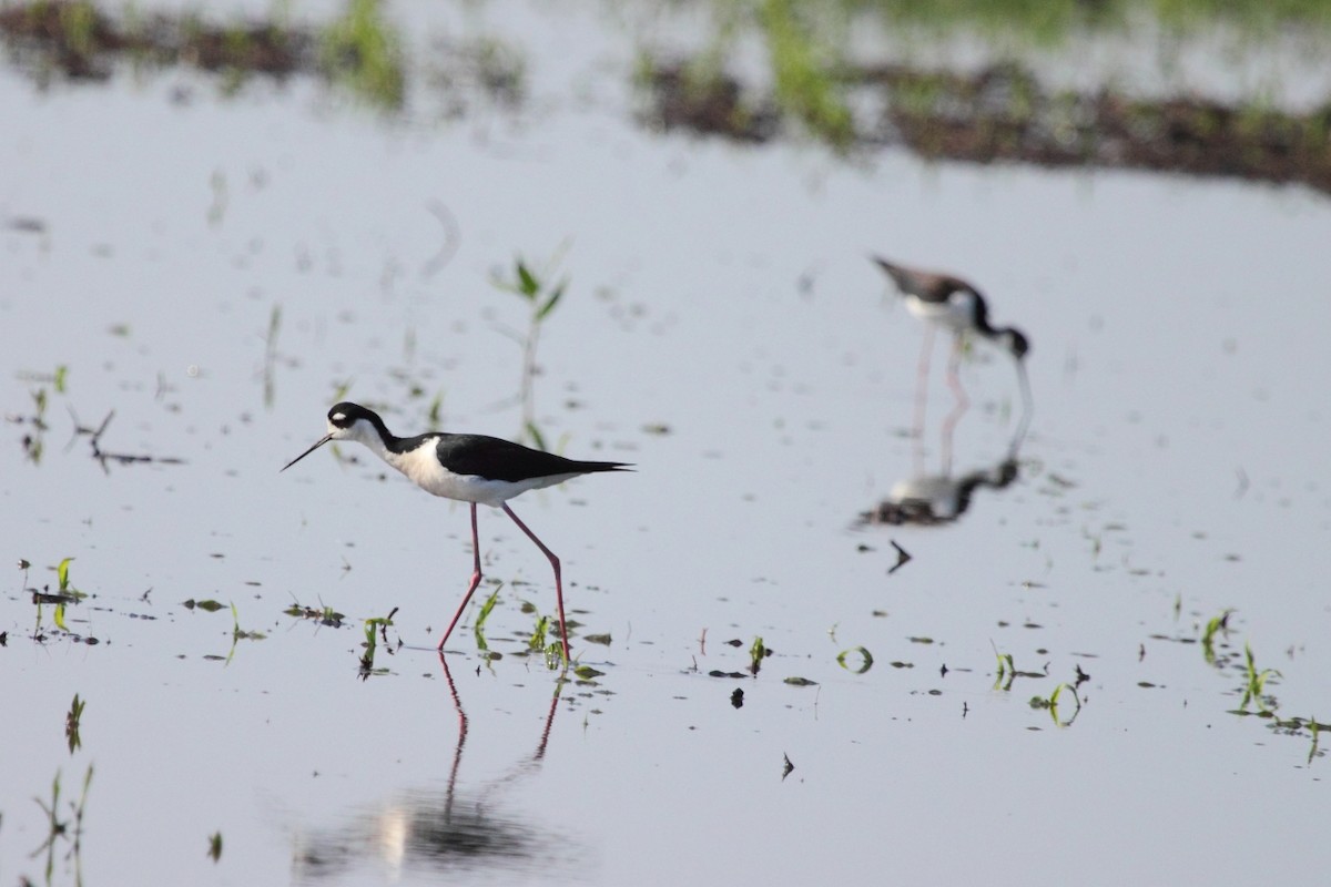 Black-necked Stilt - ML25212791