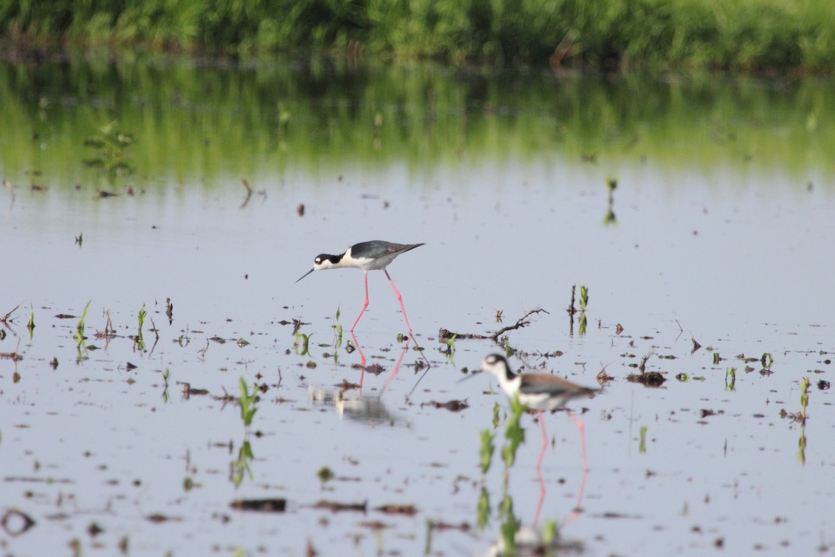 Black-necked Stilt - Jeff Bryant