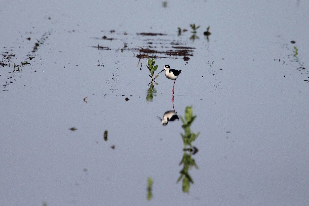 Black-necked Stilt - ML25212811
