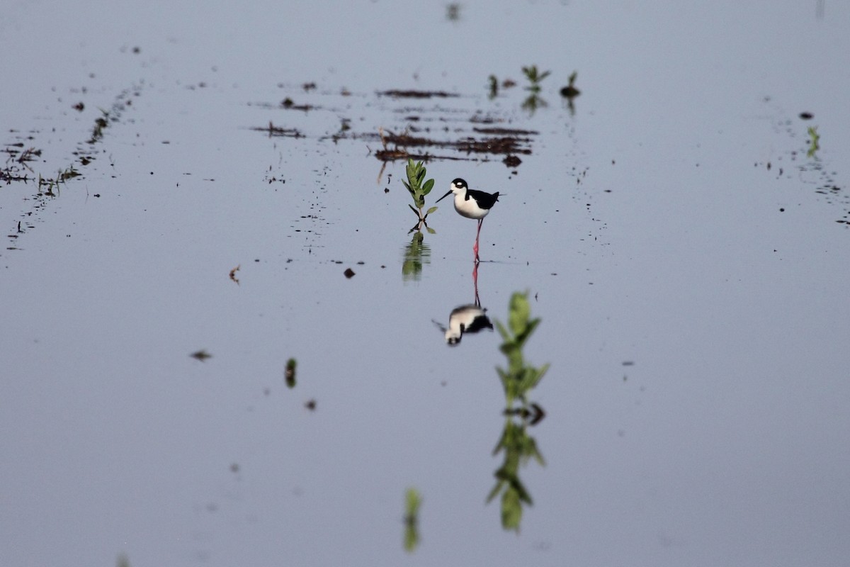 Black-necked Stilt - Jeff Bryant