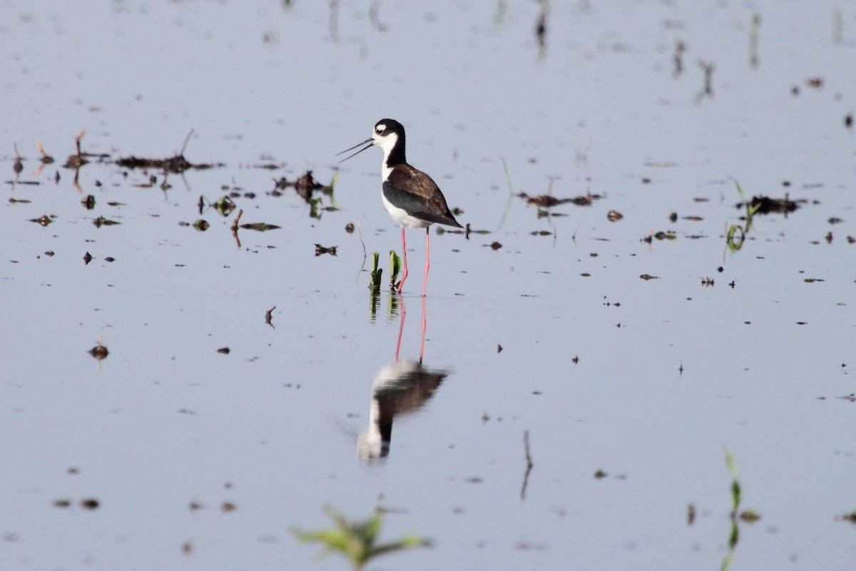 Black-necked Stilt - ML25212821