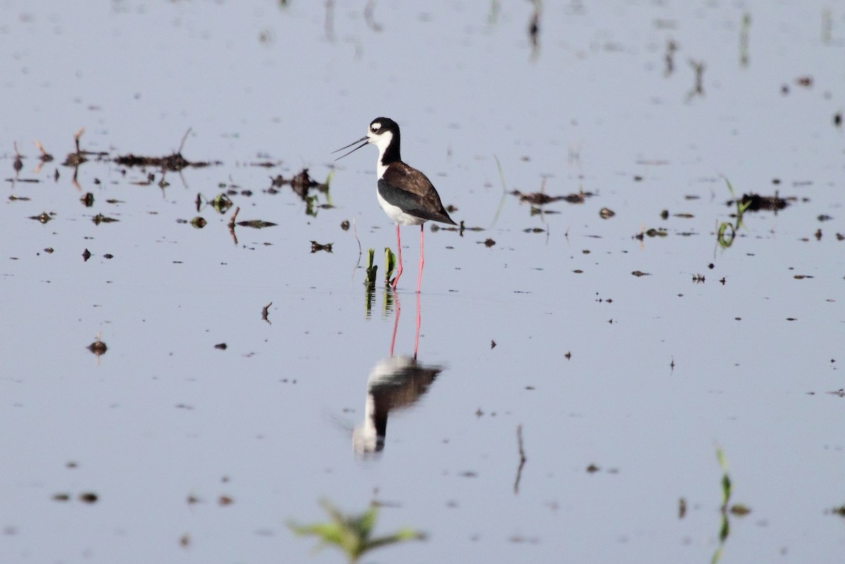 Black-necked Stilt - Jeff Bryant