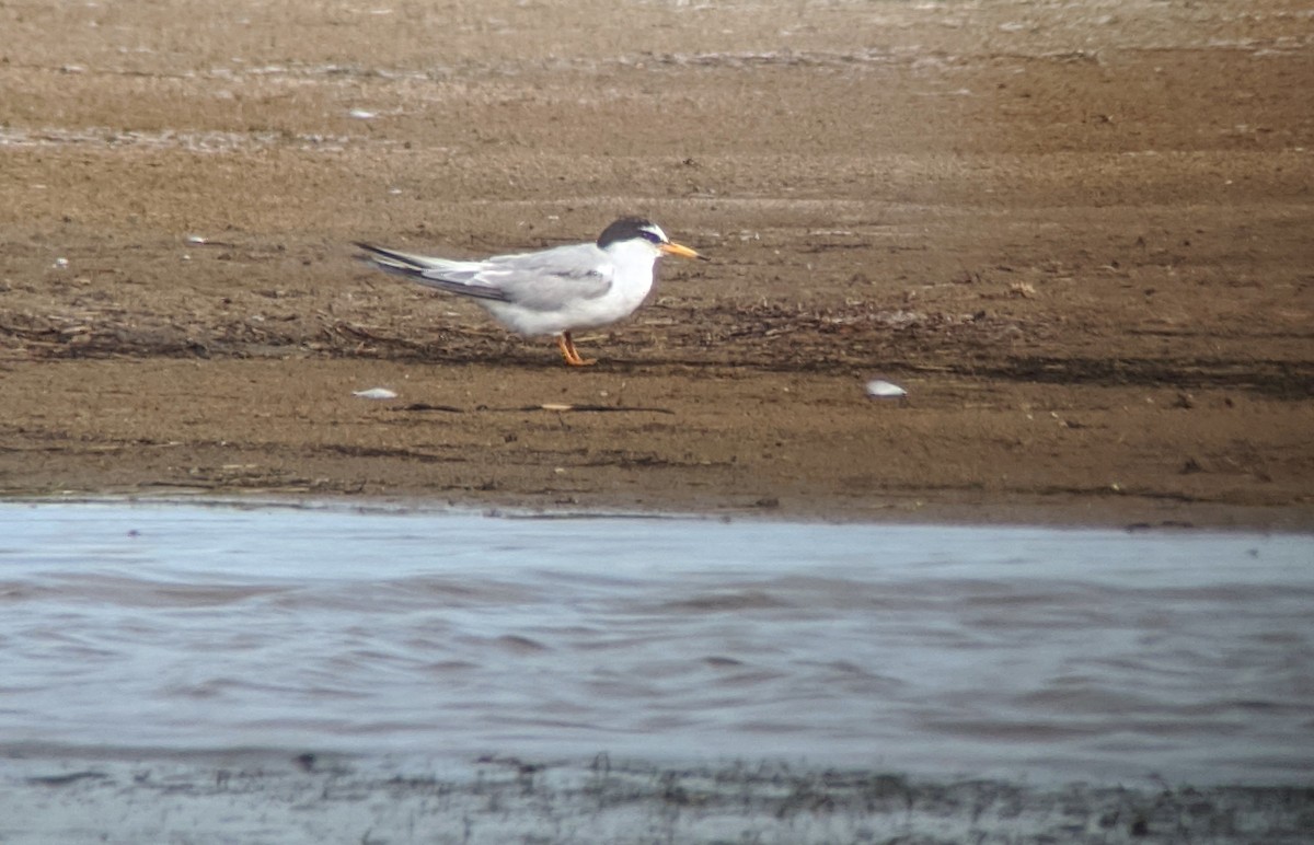 Little Tern - ML252128601