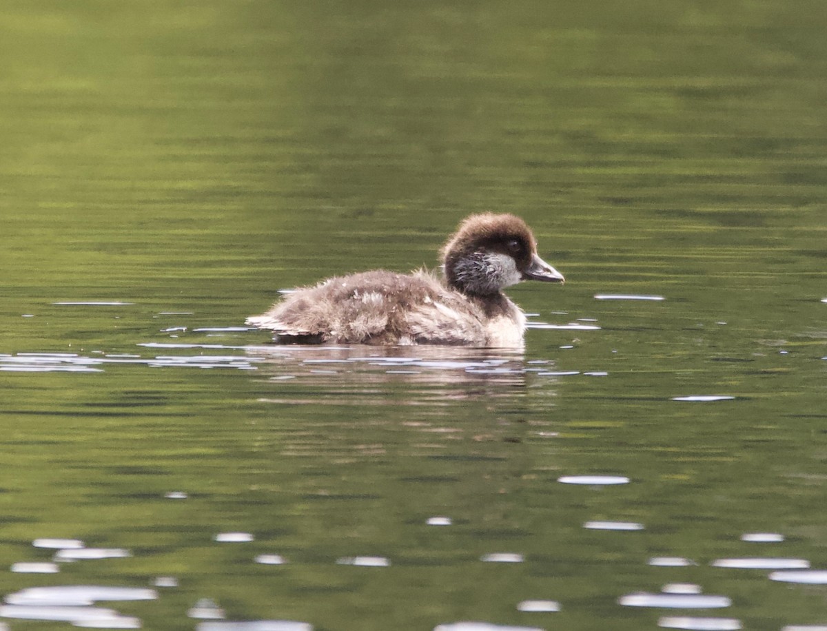 Barrow's Goldeneye - ML252128951