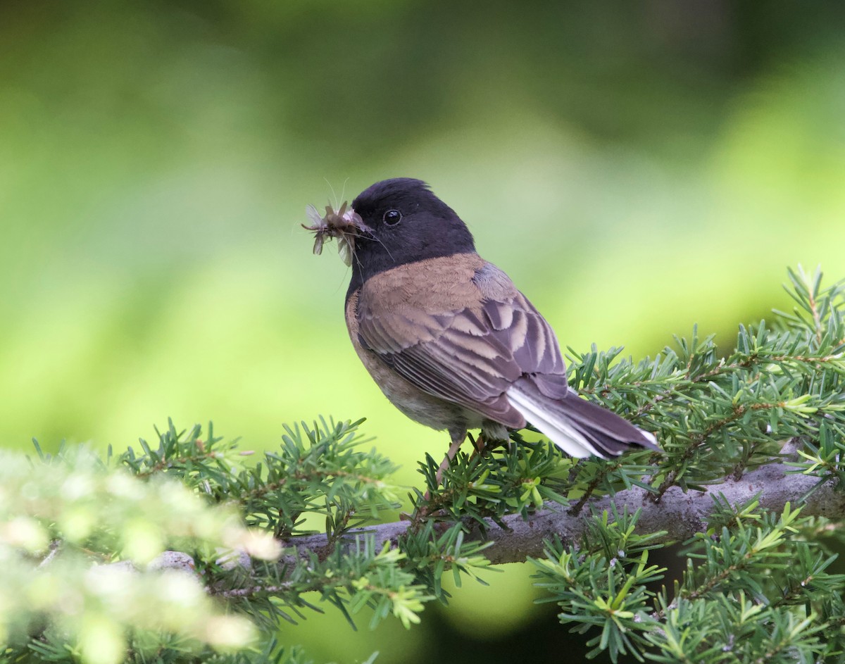 Junco Ojioscuro (grupo oreganus) - ML252129041