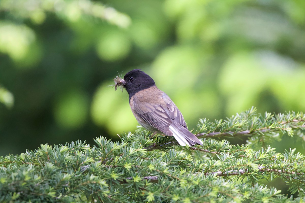 Junco ardoisé (groupe oreganus) - ML252129051