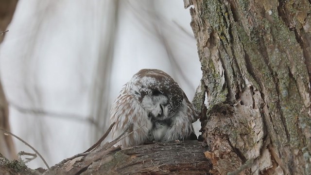 Boreal Owl - ML252131131