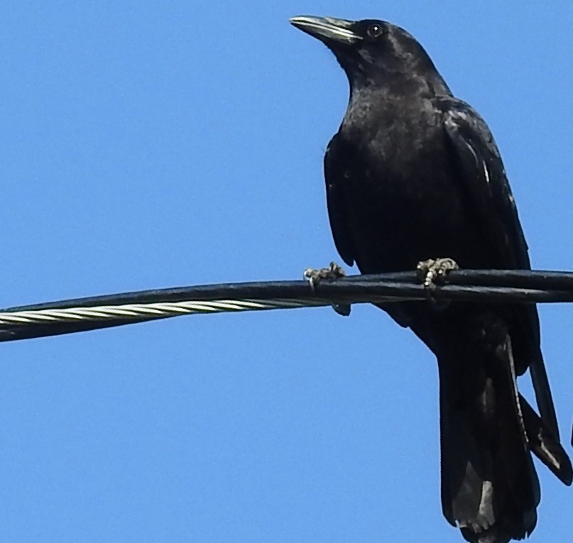 American Crow - Mary  McMahon