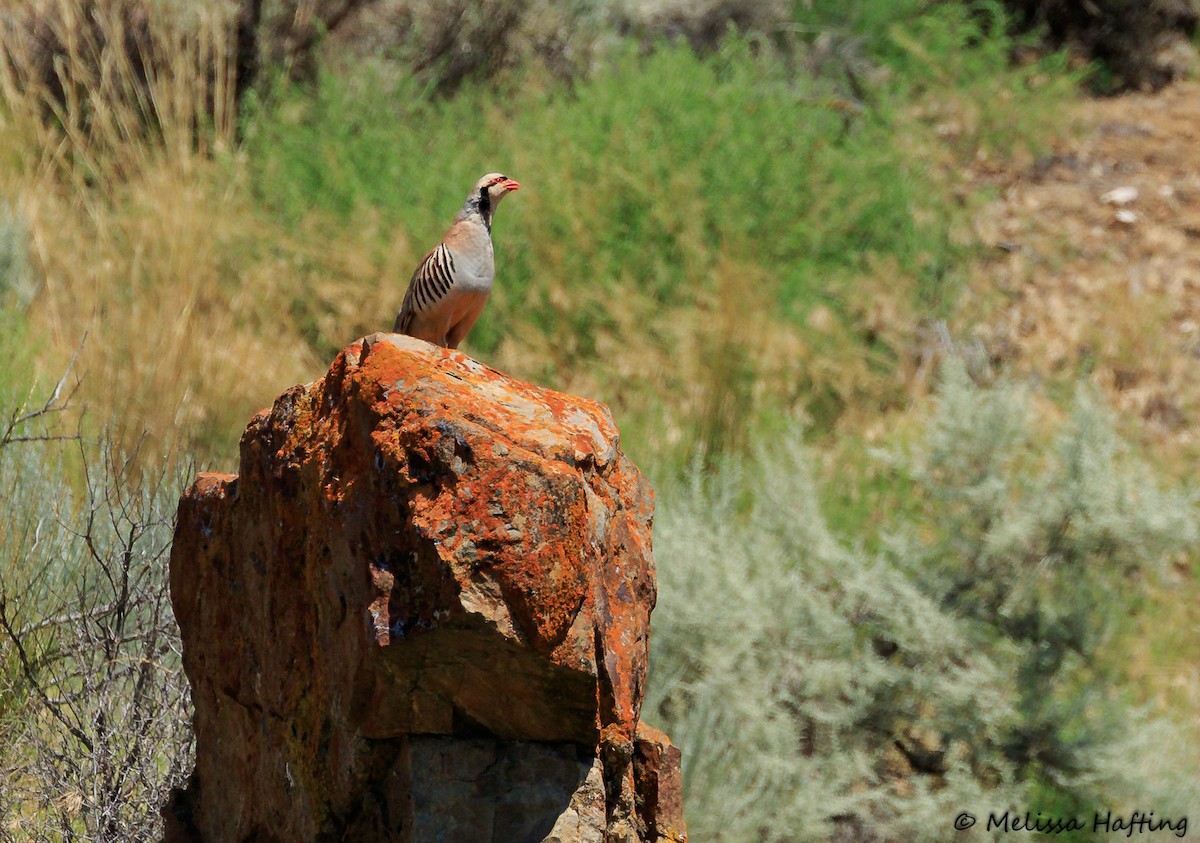 Chukar - ML252133511