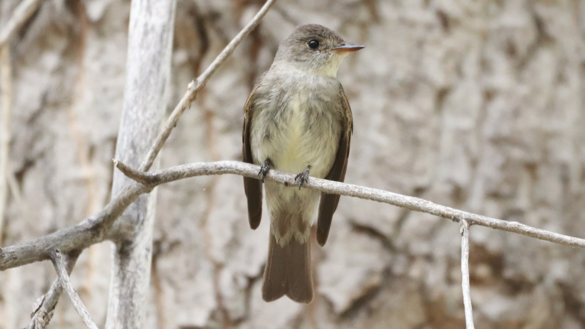 Western Wood-Pewee - ML252133601