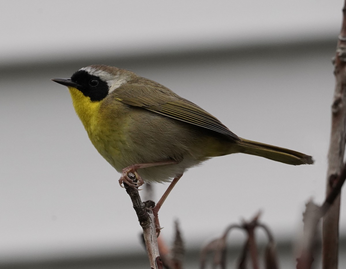 Common Yellowthroat - Amy Swarr