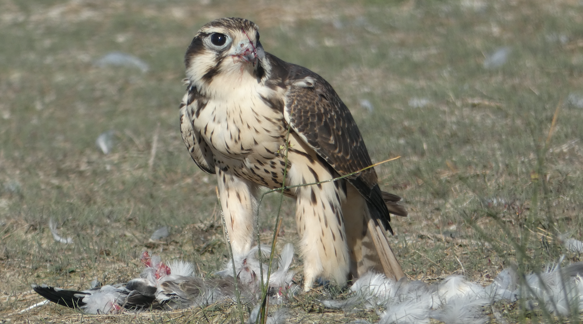 Prairie Falcon - ML252137621