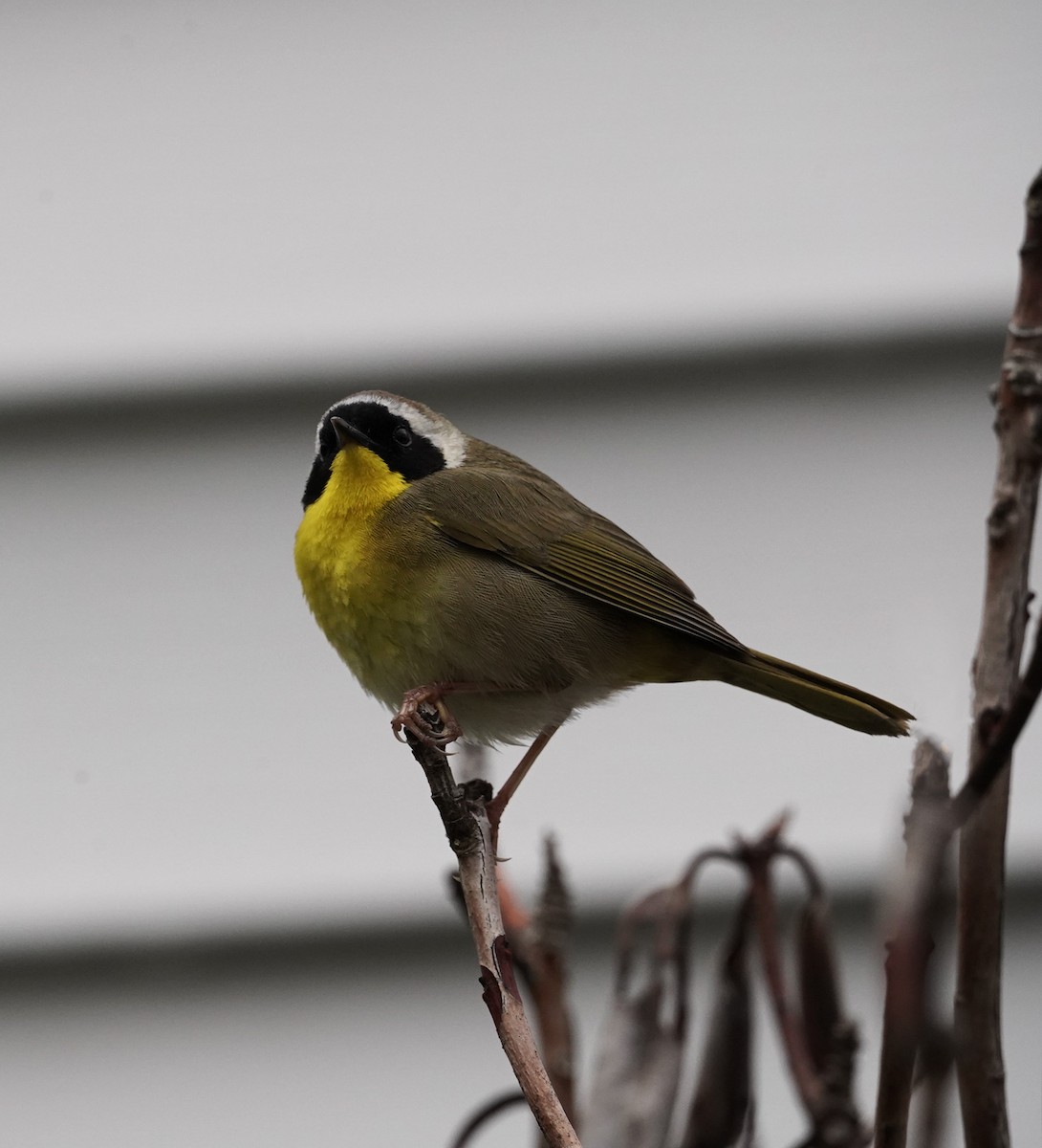 Common Yellowthroat - Amy Swarr