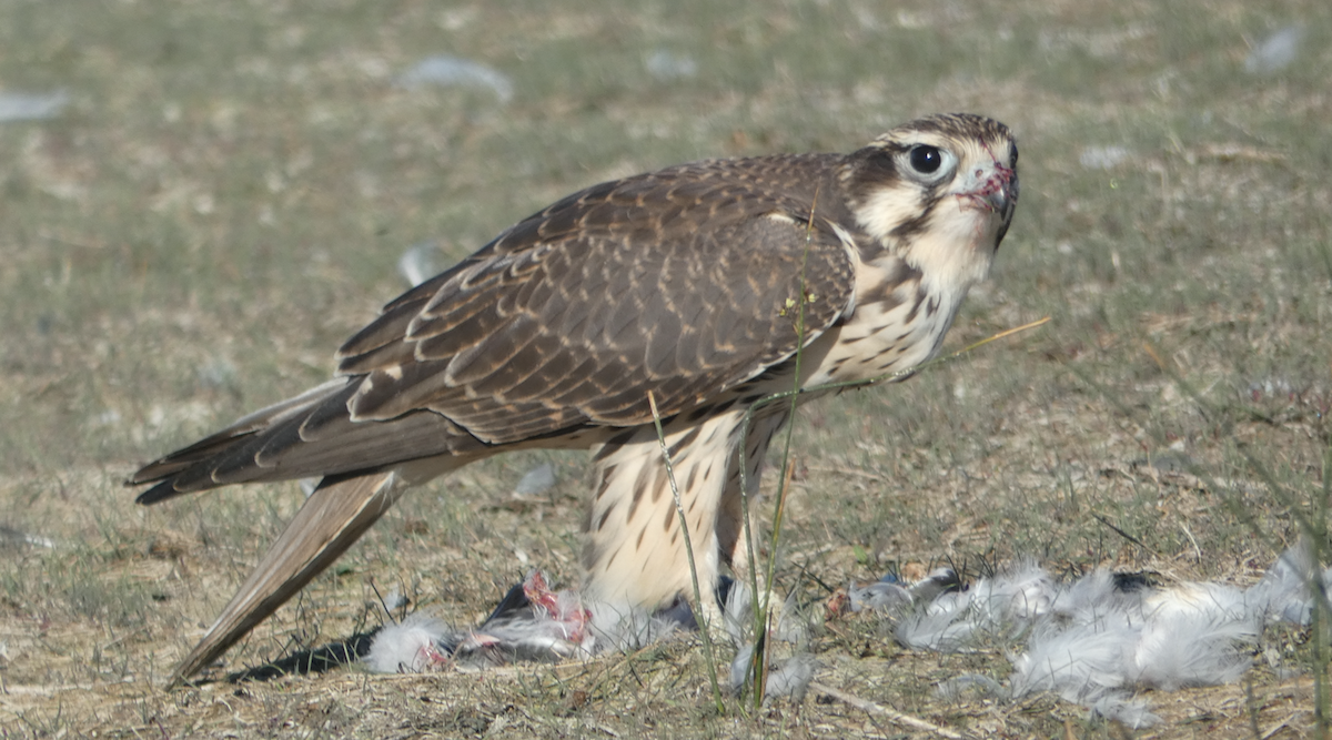 Prairie Falcon - ML252137681