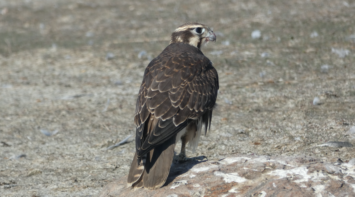 Prairie Falcon - ML252137731