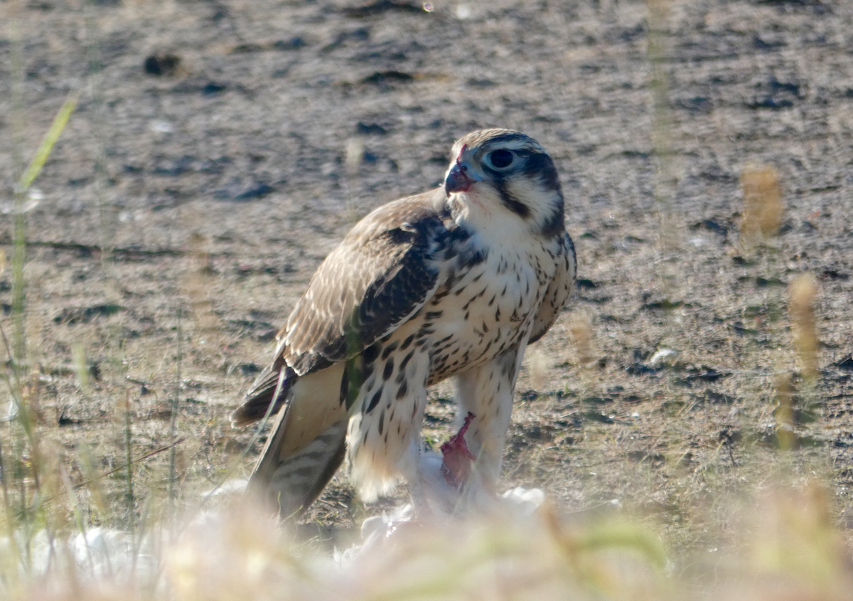 Prairie Falcon - ML252138751