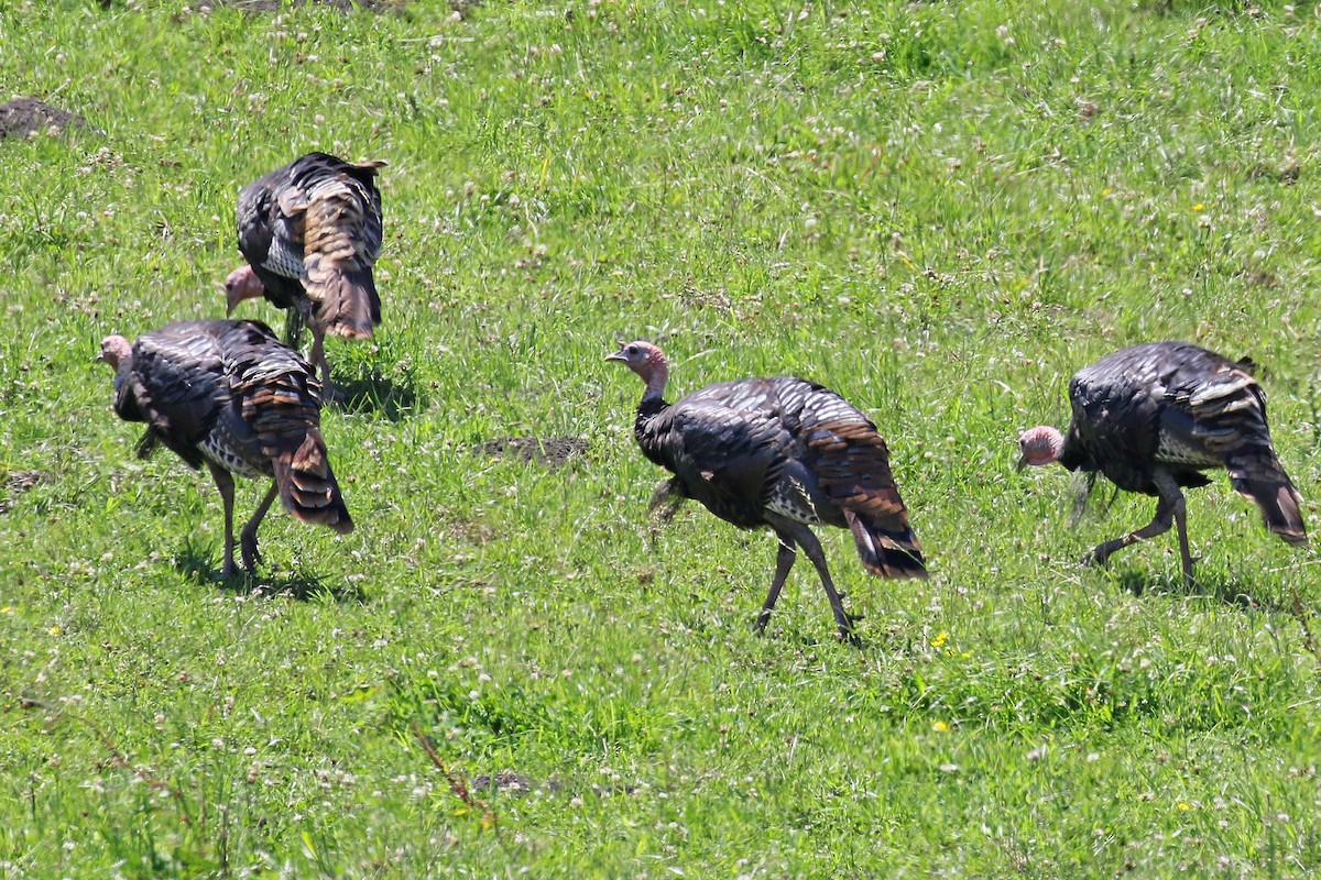 Wild Turkey - ML252141301