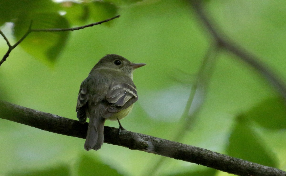 Acadian Flycatcher - ML252142361