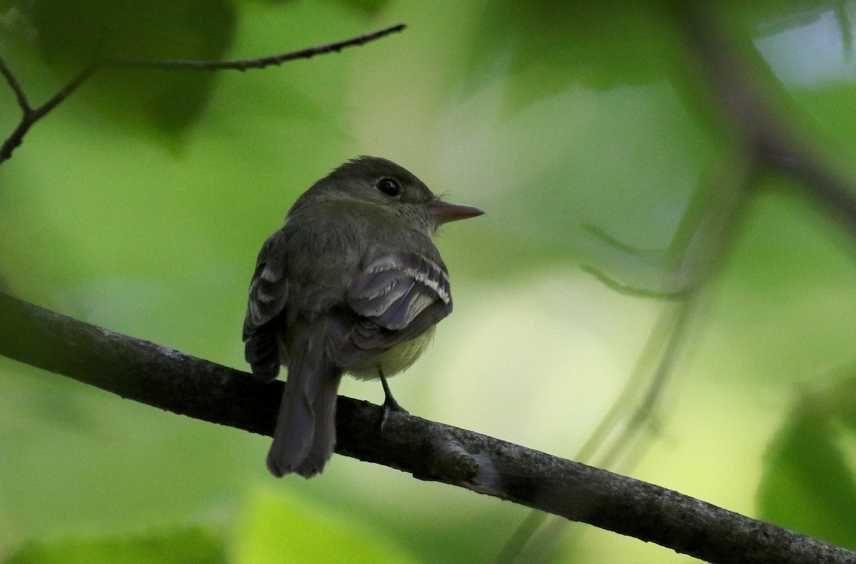 Acadian Flycatcher - ML252142391