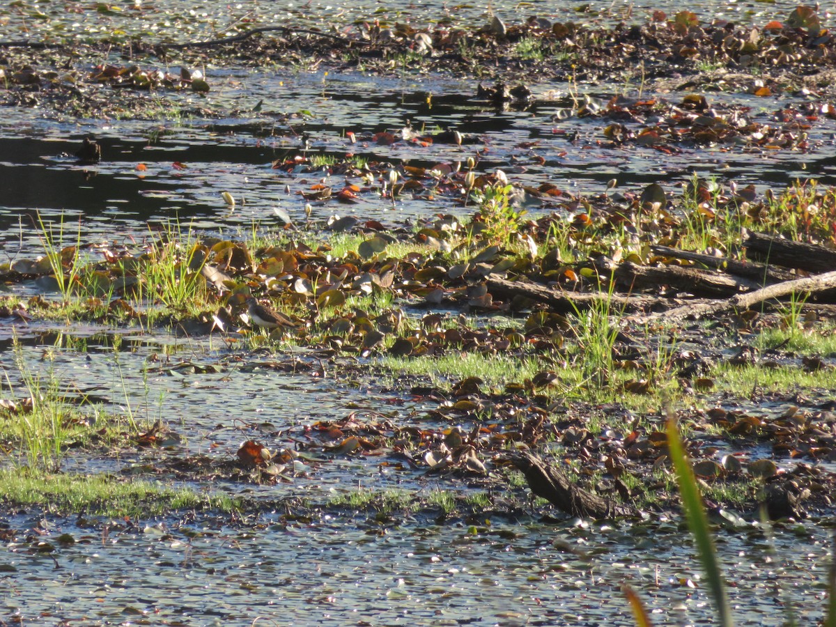 Solitary Sandpiper - ML252142731