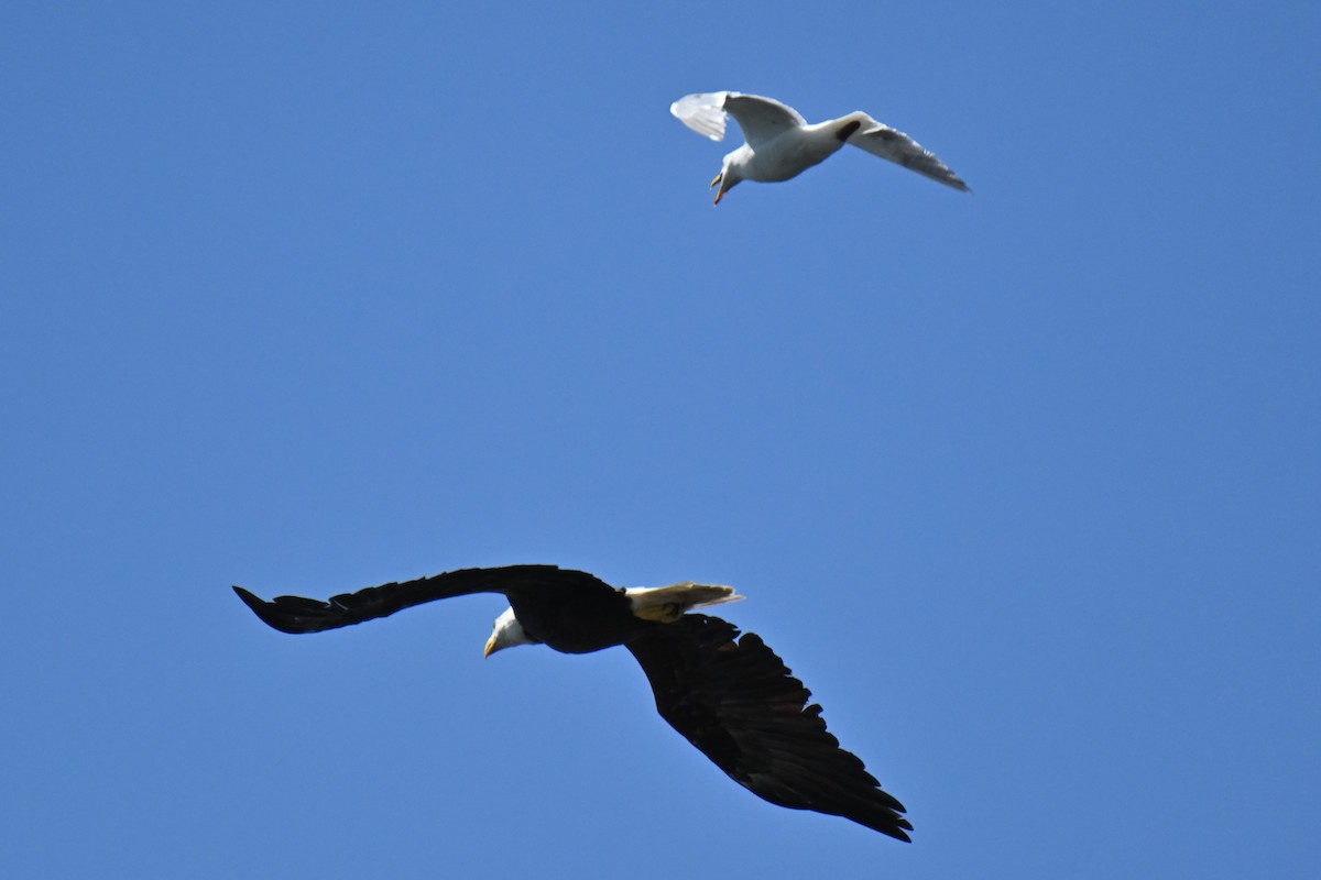 Bald Eagle - ML252143221
