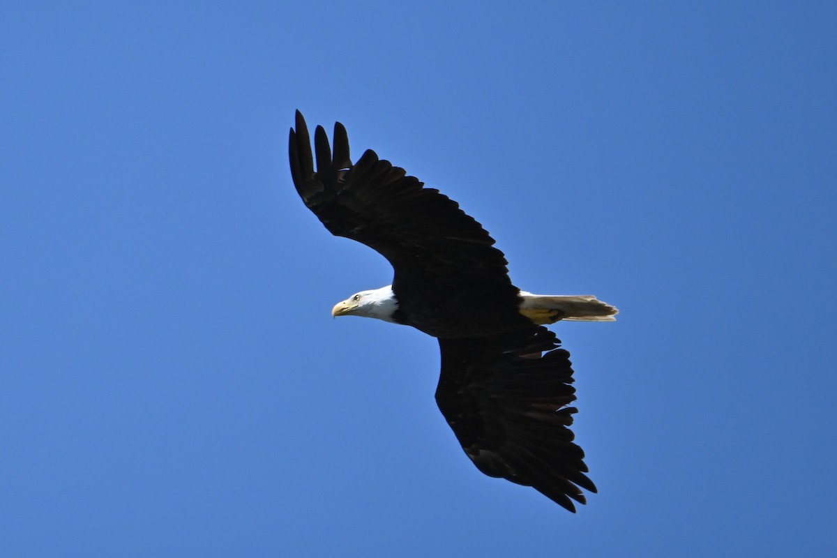 Bald Eagle - ML252143231
