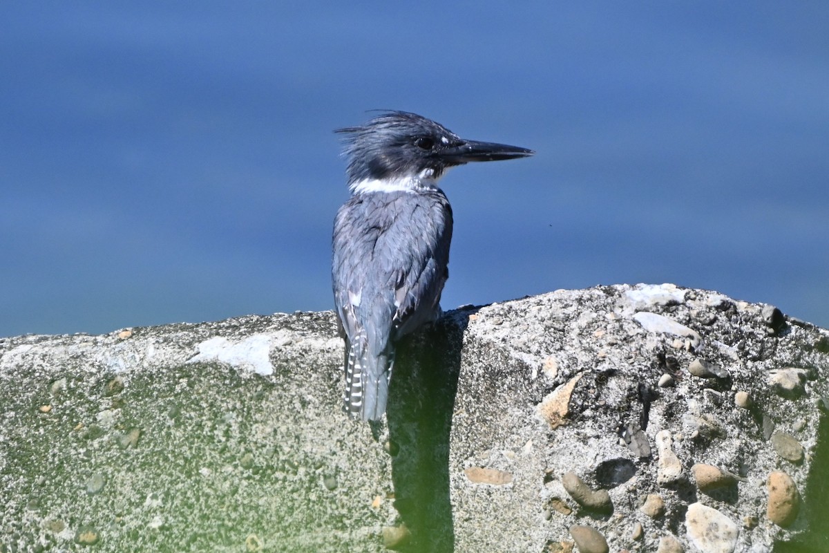 Belted Kingfisher - ML252143341