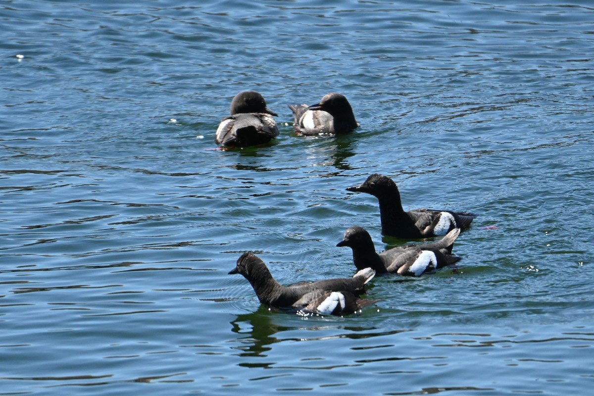 Pigeon Guillemot - ML252143351