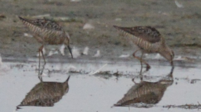 Stilt Sandpiper - Buzz Schaumberg